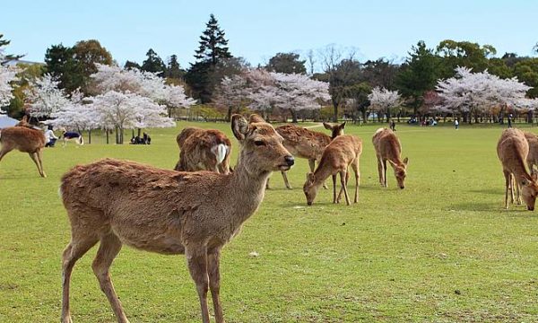 Decine di cervi riposano sotto i ciliegi in fiore in Giappone